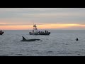 Orcas off Newport Beach 12/17/23