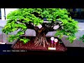 Mengenal lebih dalam  bonsai Aseman / Rakau, Sabinea Sp  dan  Tamarindus Indica.