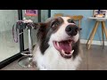When the Smart Border Collie Realizes She’s Going to the Vet
