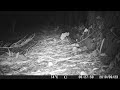 Trail Camera: Hyperactive mouse hits his head