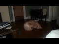 Golden retriever eats her foot