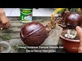 CARA AMAN VERNIS BONSAI KELAPA SAMPAI AKARNYA