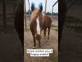 horses go on an Easter egg hunt! (comedy)// easter 2024