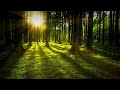 Echoes of the Forest - Peaceful Meditation Music and Nature Sounds - Replenish Your Positive Energy