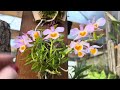 Orquídea de fácil cultivo, esse ano com 8 hastes florais[ Atualização de replantes]