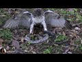 Falcons catch snakes to eat meat