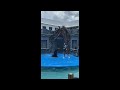 Sea Lion Show Cozumel