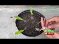 How to grow Thai Su flower with leaves | adenium plant care