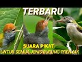 Suara Pikat Burung Prenjak Ribut ll Untuk Semua Jenis Burung Prenjak