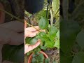 todays vedeo visit my plants after the rain