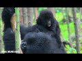 Cute Baby Animal 4K - Amazing World of Young Animal With Relaxing Music (Colorfully Dynamic)