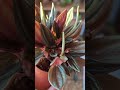 Peperomia caperata rosso #shortsvideo #plants #succulent #peperomia