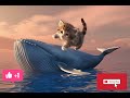 Did the Kitten escape the Shark? #cat #kitten #funnyvideo #cute #funnycat #catlover #catcute