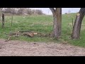 Clearing Fenceline Trees (Chinese Elm and Boxelder)