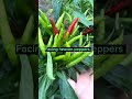 Chili Farming Techniques  Facing Heavern Pepper Variety #satisfying #shortsvideo