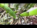 Como plantar sua orquídea catlleya e ter esse resultado em apenas um mês⁉️