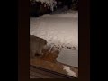 raccoon catching snowflakes ❄️ 🫂 🤗