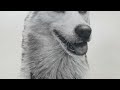 Drawing a Realistic Husky Dog | Timelapse