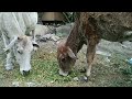 25 November Feeding Street Cows #gauseva #cowlovers #cows #cowfood #cowvideos #cow #desicow #गौमाता