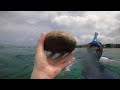 sea ​​urchin shells