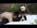 China plans to send San Diego Zoo more pandas this year, reintroducing panda diplomacy