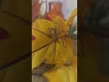 Nosferatu Spinne putzt sich ( Zoropsis spinimana )