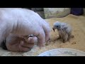 Feeding Baby Falcons