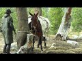 Sierra Neveda - Loading the pack mule