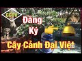 🔴 CCDV # 257. Chăm Sóc Mai Vàng Giữa. T.6 AL Cơ Lá Cuối Trước Khi Chặn Đọt Làm Nụ ||CCDV. 19.07.24