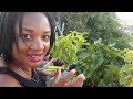 Harvesting Vegetables & Fruits||Abundance From My Backyard Garden