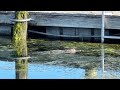 American Alligator Swimming 🐊