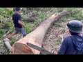 It’s Hard… Cut down old trembesi tree at the end of the rice field.