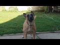 Before You Get A Belgian Malinois- WATCH THIS!!