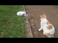 ANAK KUCING LAGI MAKAN ENGAK MAU DI GANGGU