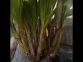 BONSAI KELAPA TERMAHAL BERCABANG 17 || BONSAI KELAPA PALING LANGKA DI DUNIA