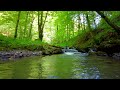 4K HDR Beautiful mountain stream flowing in green forest   Relaxing mountain stream sounds.