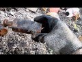 Fantastic Rare Stoneware Jug Uncovered in Old Bottle Dump