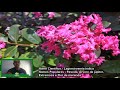 6 espécies de arvores de flores incríveis para plantar na Calçada