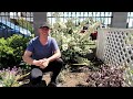 How to grow Scarlet Firethorn - Pyracantha Coccinea!