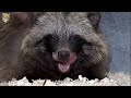 Tanuki: Raccoon Dog | Interesting facts about the canine family