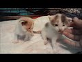 tiny rescue kittens