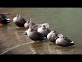カルガモ ③ 4K  / Spot-billed Duck
