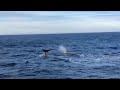 Four Whales North of Andenes,Norway