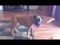 Boxer doing donuts!