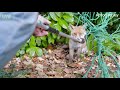 Fox gets hopelessly tangled in garden netting! - Animal rescue