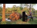 Calm Piano Music Relaxes Restless Bull Elephant