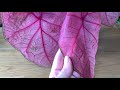 CALADIUM CARE TIPS! 💚WATERING - SOIL - LIGHT - OVER-WINTERING ETC