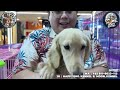 Anjing Import Banting Harga !!! - Cek Harga Anjing Ras Di Toko Terbesar Gajah Mada Plaza