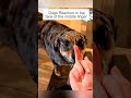 #FUNNY#dog #trending #cat  #shortvideo#youtubeshorts#trend #shorts#viralvideo#comedy#animals#chicken