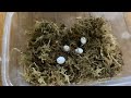カナヘビの卵管理方法 【三つの心得】#ニホンカナヘビ #爬虫類 #飼育